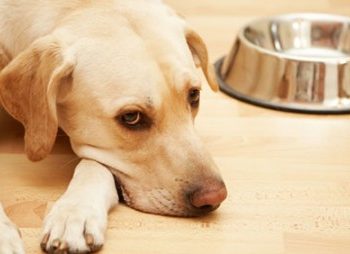 BỆNH VIÊM DẠ DÀY – RUỘT TRÊN CHÓ