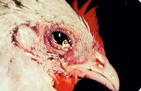 Chronic Respiratory Disease (CRD) in Poultry